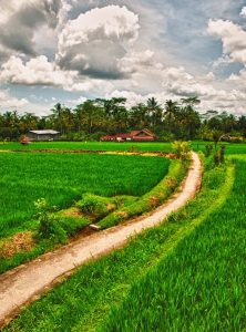 Ubud Rice Field Path | Bali, Indonesia
