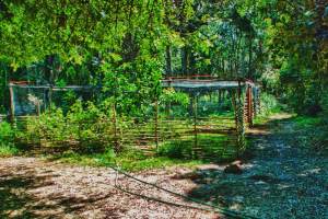 "Baboon Proof" Garden