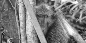 Douglas the Baboon