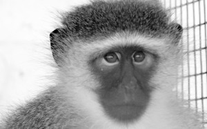 Franco Vervet | Global Animal Welfare Development Society