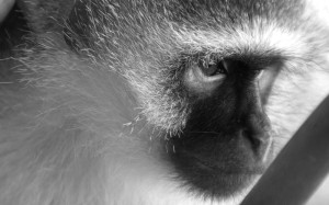 Franco Vervet | Global Animal Welfare Development Society