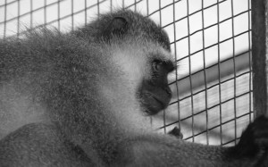 Franco Vervet | Global Animal Welfare Development Society