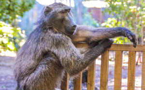 Matt the Baboon | Global Animal Welfare Development Society