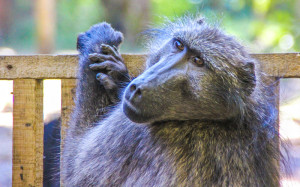 Matt the Baboon | Global Animal Welfare Development Society