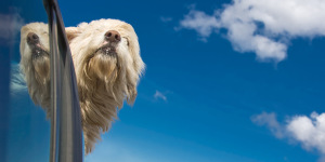 Global Animal Welfare Development Society