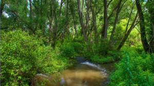 Forest Stream Background