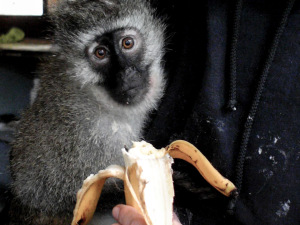 Hope Having Banana Lunch