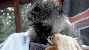 Hope's Story | January 2013