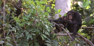 Chimpanzee Rehabilitation Project