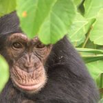 Chimpanzee Rehabilitation Project