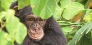 Chimpanzee Rehabilitation Project