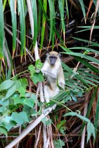 Chimpanzee Rehabilitation Project