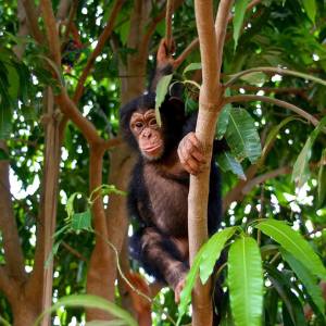 Chimpanzee Rehabilitation Project