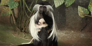 Colobus Conservation