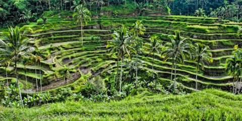 Island of the Gods | Tegalalang Rice Terraces