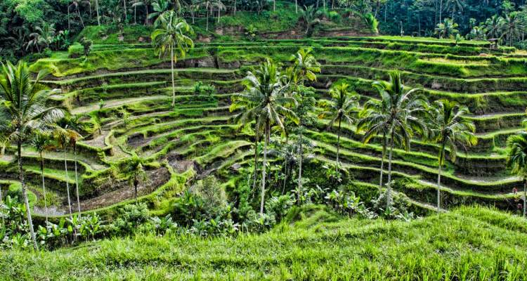 Island of the Gods | Tegalalang Rice Terraces