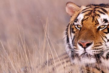 Tiger Talk | Bengal Tiger