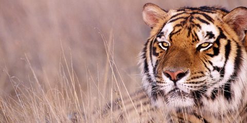 Tiger Talk | Bengal Tiger