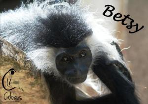 Colobus Conservation