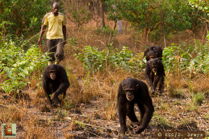 Chimpanzee Conservation Center