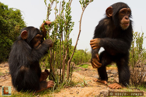 Chimpanzee Conservation Center