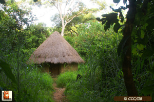 Chimpanzee Conservation Center