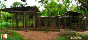 Chimpanzee Conservation Center