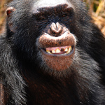 Chimpanzee Conservation Center