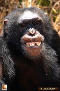 Chimpanzee Conservation Center