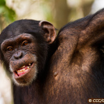 Chimpanzee Conservation Center