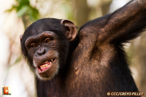 Chimpanzee Conservation Center