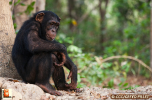 Chimpanzee Conservation Center