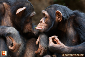 Chimpanzee Conservation Center