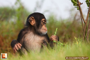 Chimpanzee Conservation Center