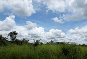Chimfunshi Wildlife Orphanage