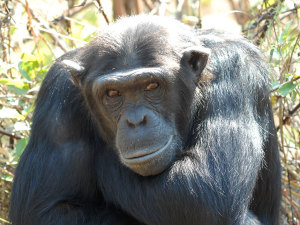 Chimfunshi Wildlife Orphanage