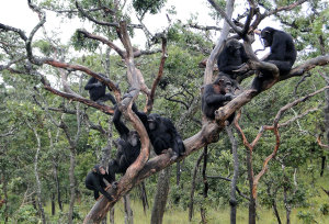 Chimfunshi Wildlife Orphanage