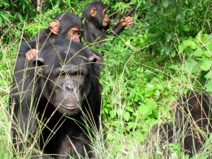 Chimfunshi Wildlife Orphanage