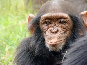 Chimfunshi Wildlife Orphanage