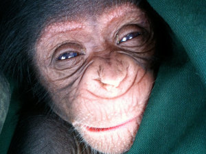 Chimfunshi Wildlife Orphanage