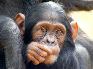 Chimfunshi Wildlife Orphanage