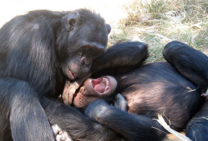 Chimfunshi Wildlife Orphanage