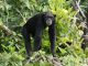 Chimp in Gambia