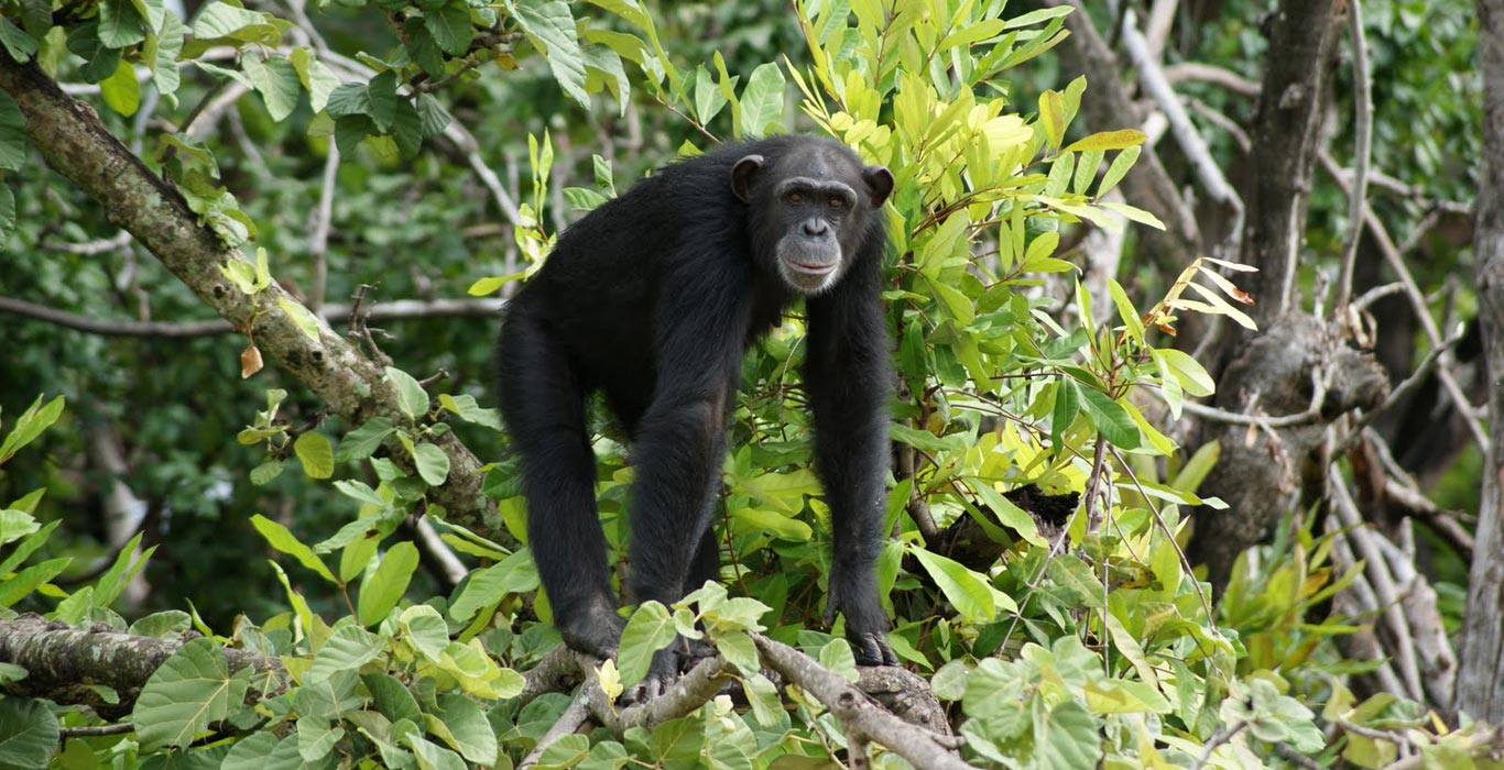 Chimp in Gambia