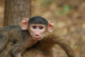 Colobus Conservation