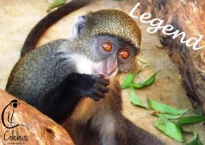 Colobus Conservation