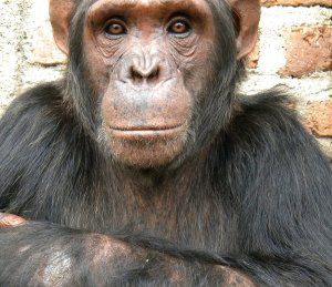 Lwiro Primate Rehabilitation Centre