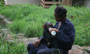 Lwiro Primate Rehabilitation Centre