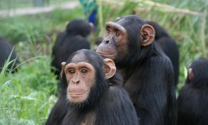 Lwiro Primate Rehabilitation Centre