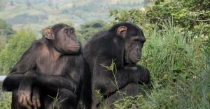 Lwiro Primate Rehabilitation Centre